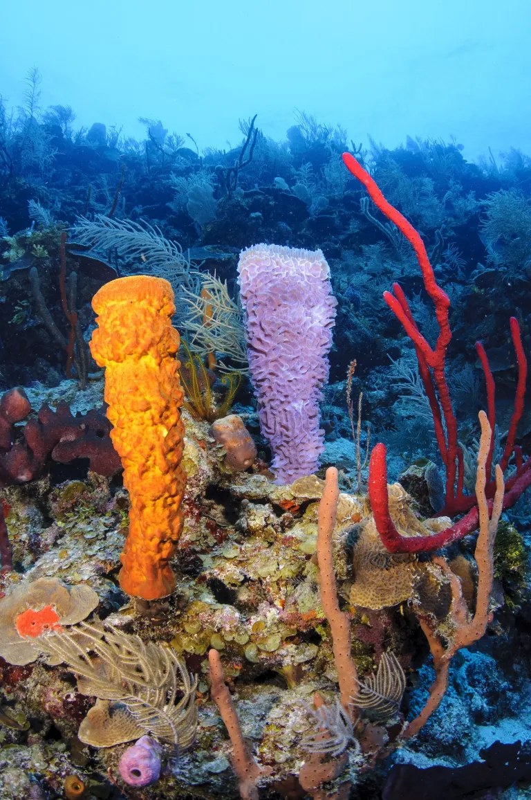 Hol Chan & Shark Ray Alley